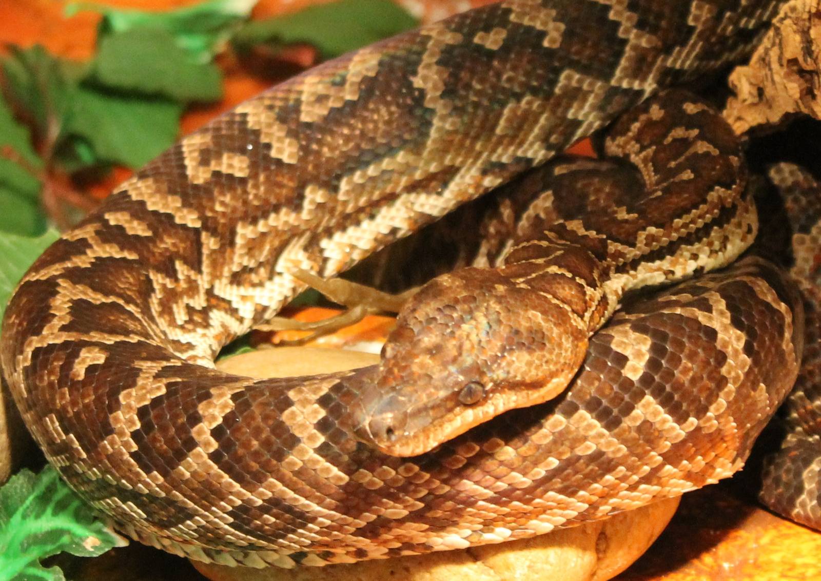 Haitian boa