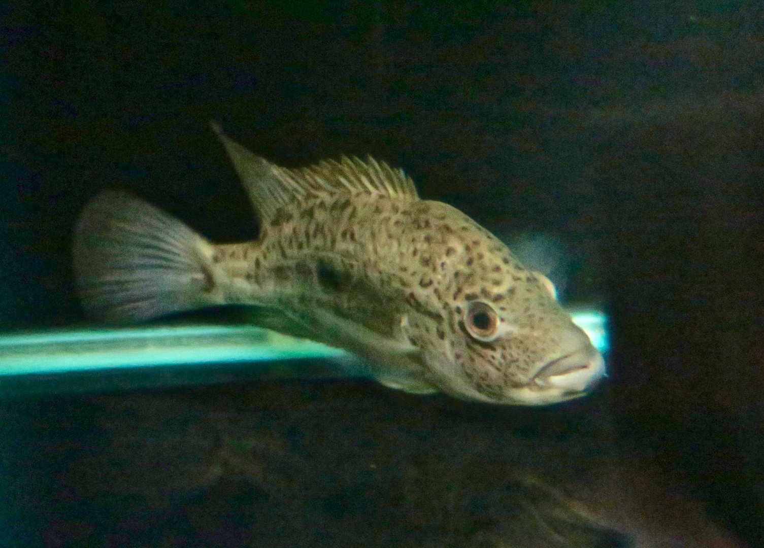 Haitian Cichlid (Nandopsis haitiensis)