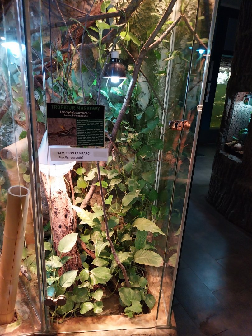 Haitian Curly-tailed Lizard (Leiocephalus personatus- and Panther Chameleon (Furcifer pardalis)