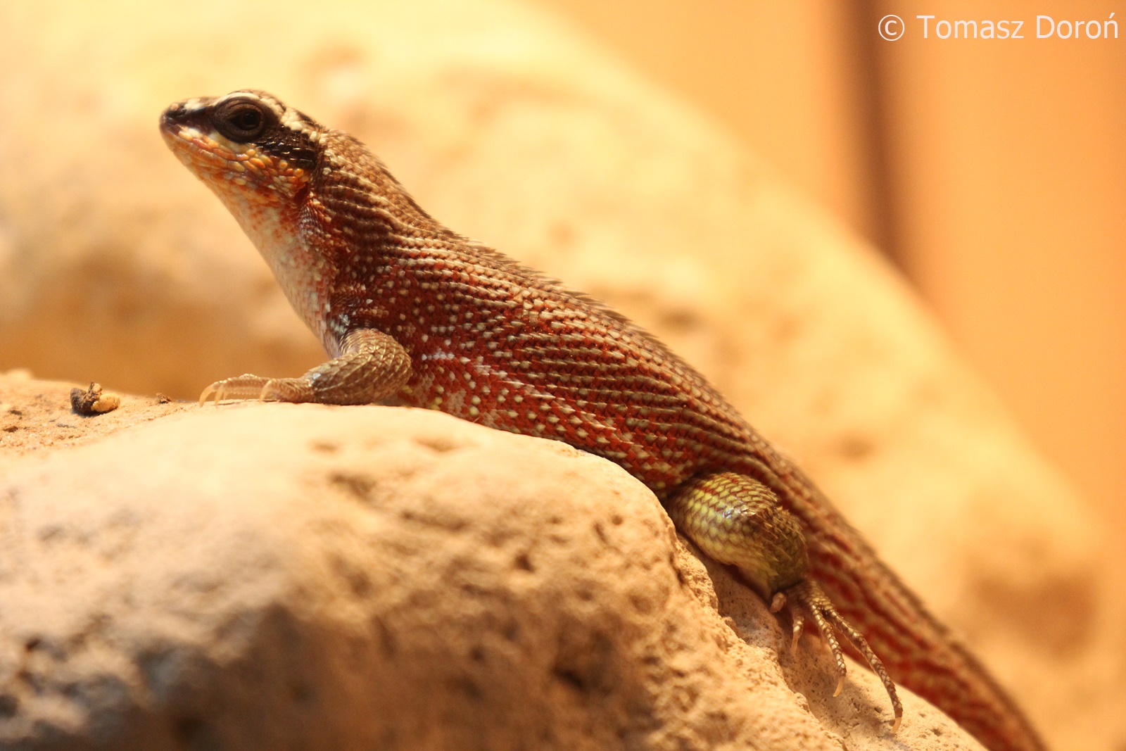 Haitian Curly-tailed Lizard (Leiocephalus personatus), male; December 2017