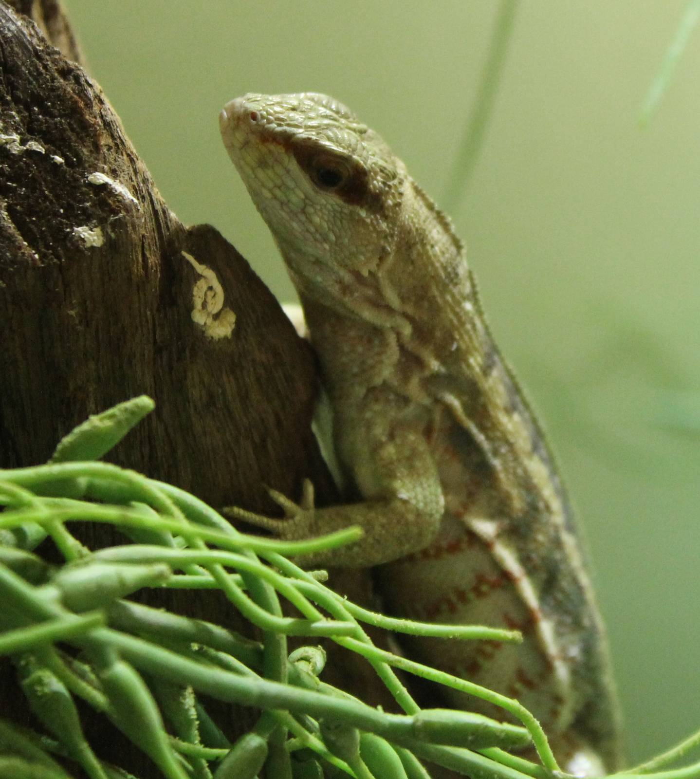 Haitian curly-tailed lizard