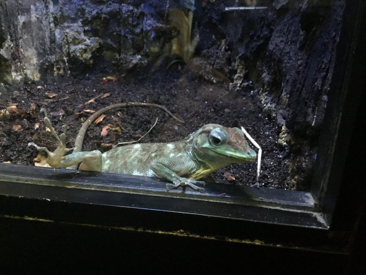 Haitian Giant Anole (Anolis ricordii)