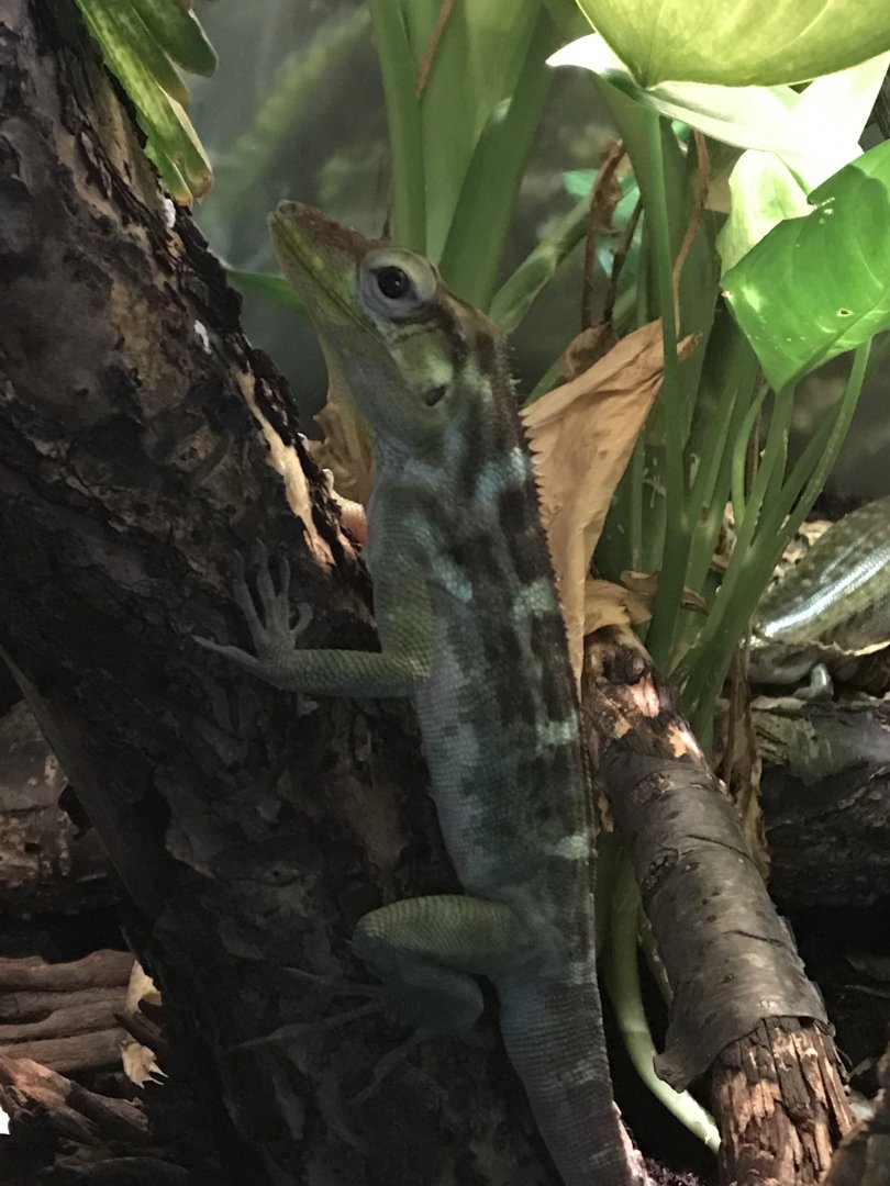 Haitian Giant Anole (Anolis ricordii)