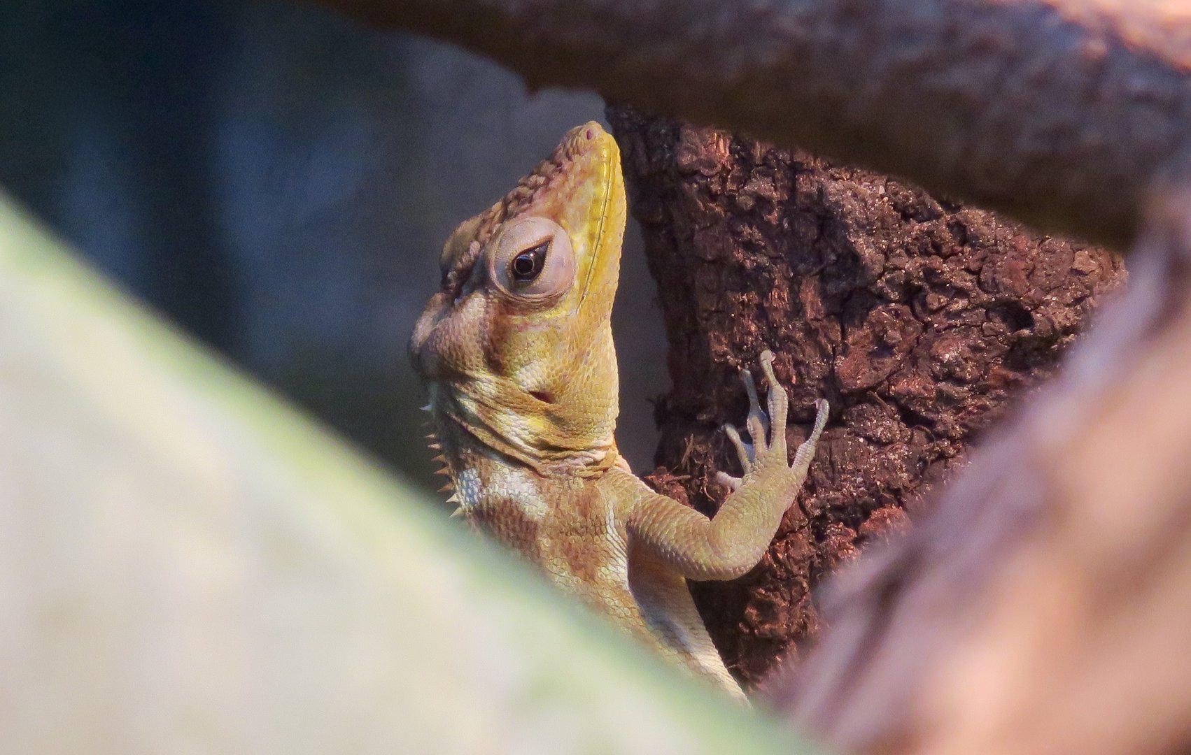 Haitian Giant Anole (Anolis ricordii)