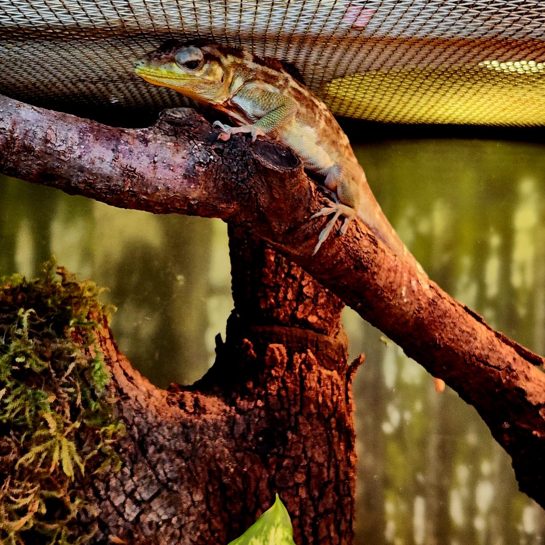 Haitian Giant Anole (Anolis ricordii)