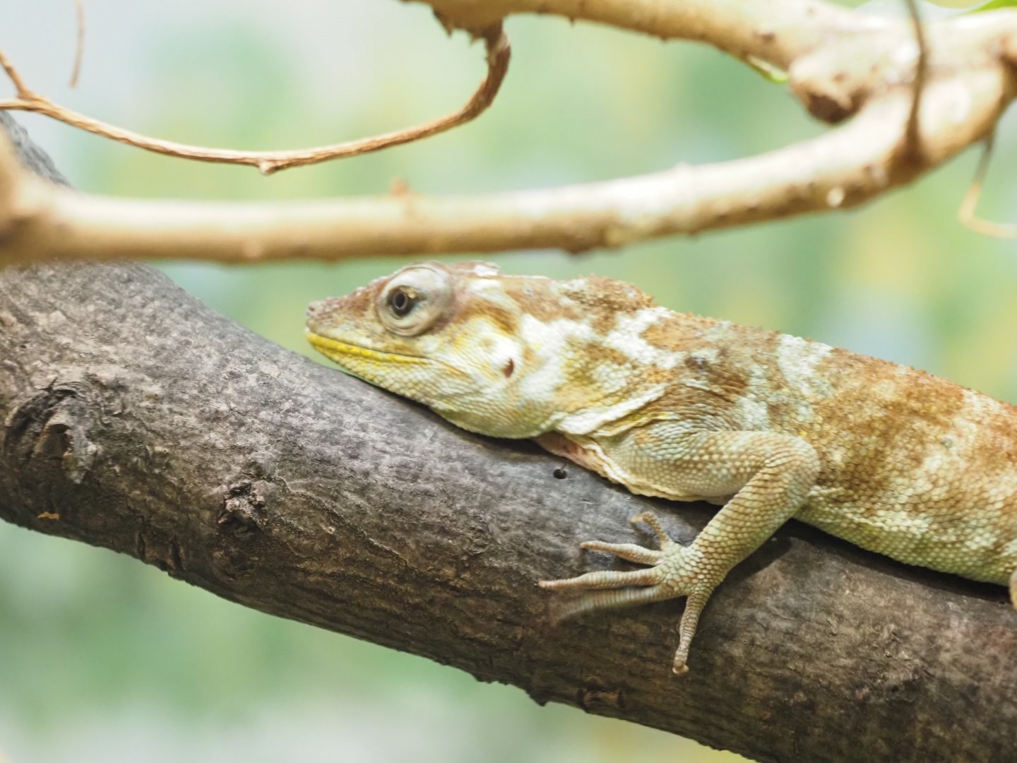 Haitian Giant Anole