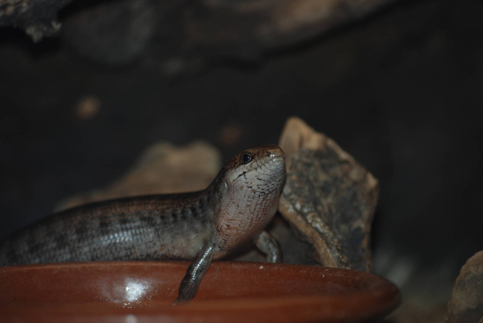 Haitian Giant Galliwasp at Barcelona, 30/05/11