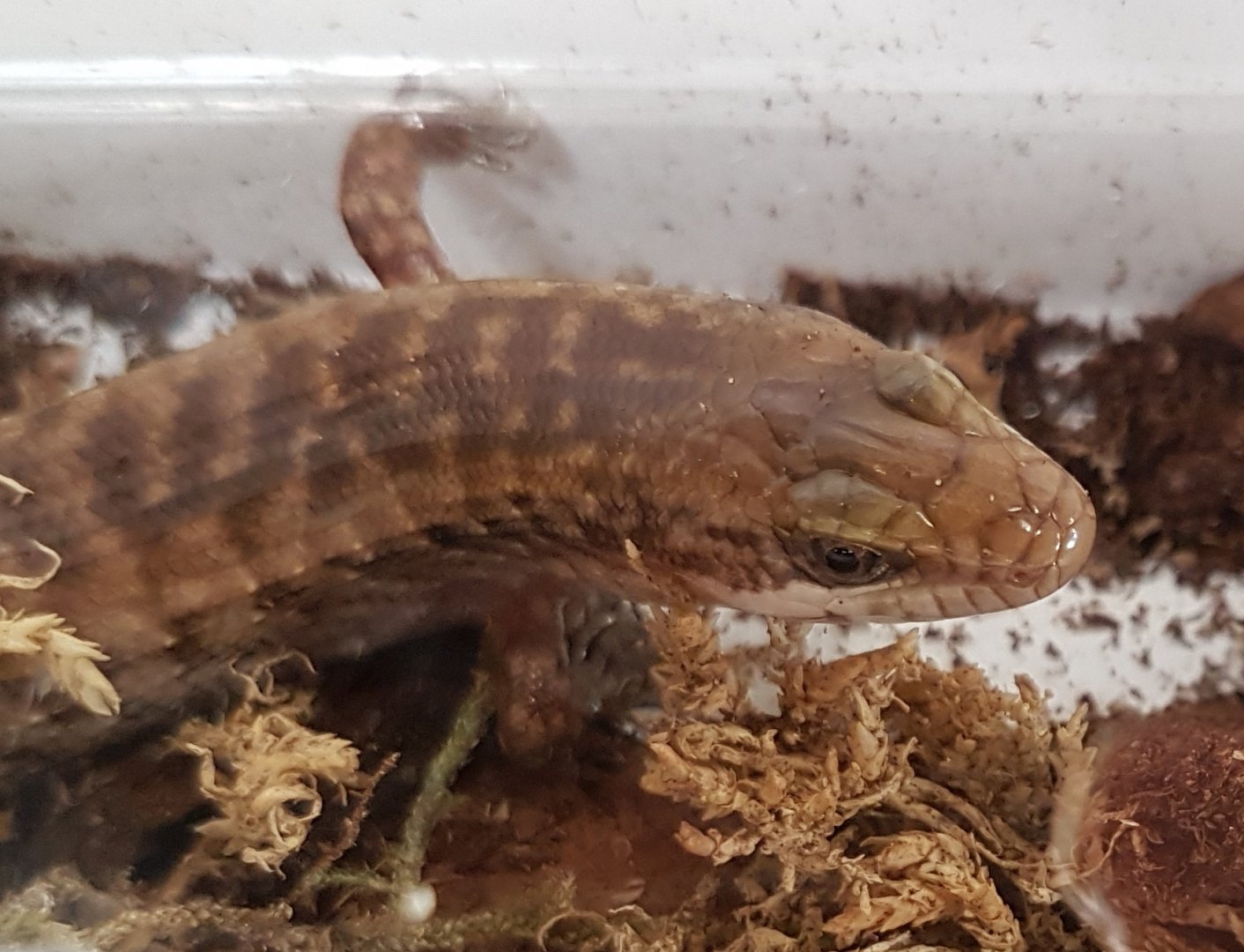 Haitian giant galliwasp - Celestus warreni