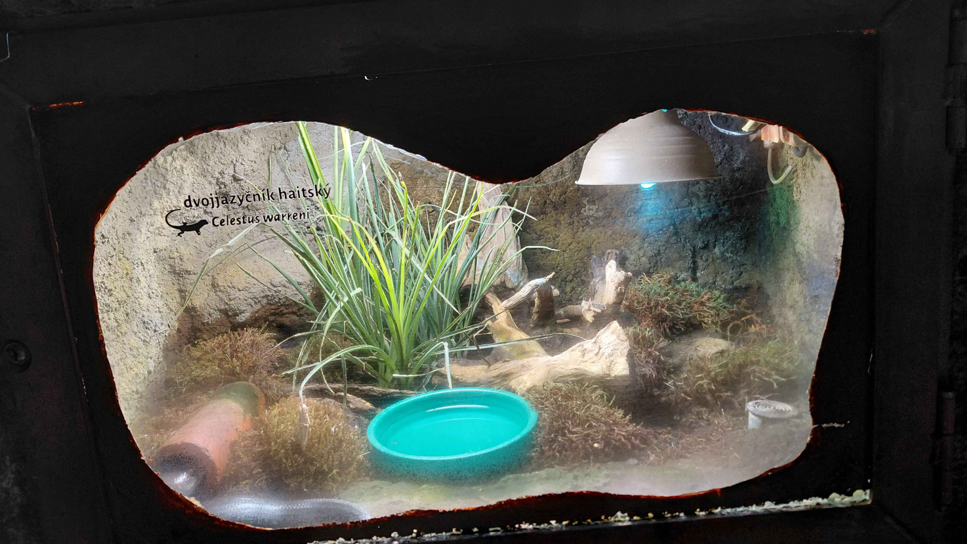 Haitian giant galliwasp exhibit