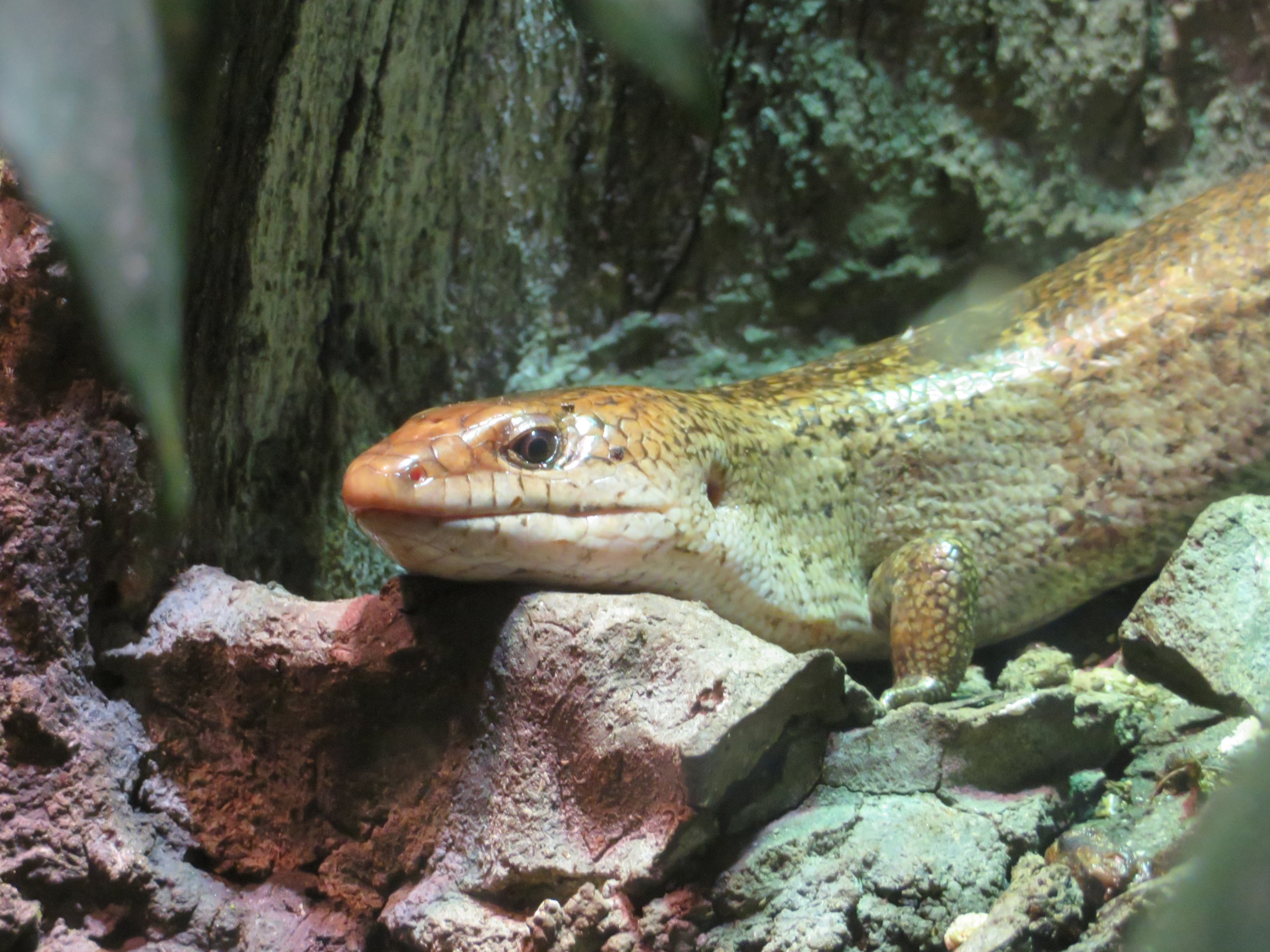 Haitian Giant Galliwasp