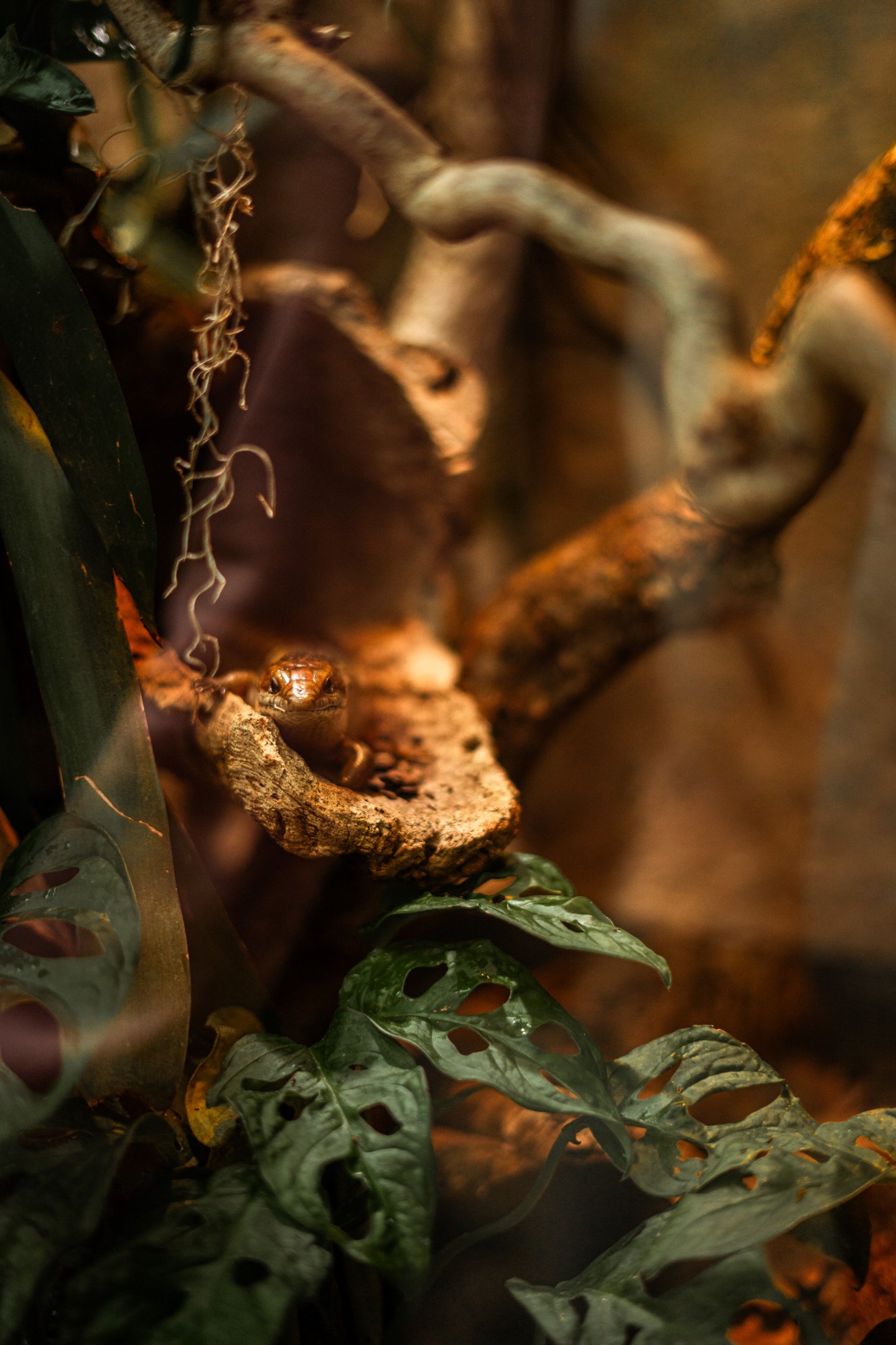 Haitian giant galliwasp