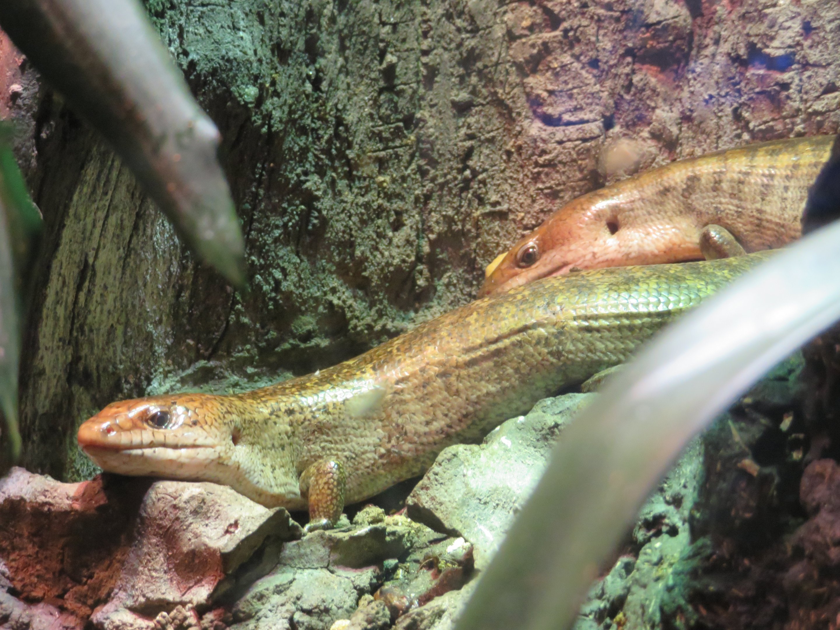Haitian Giant Galliwasps