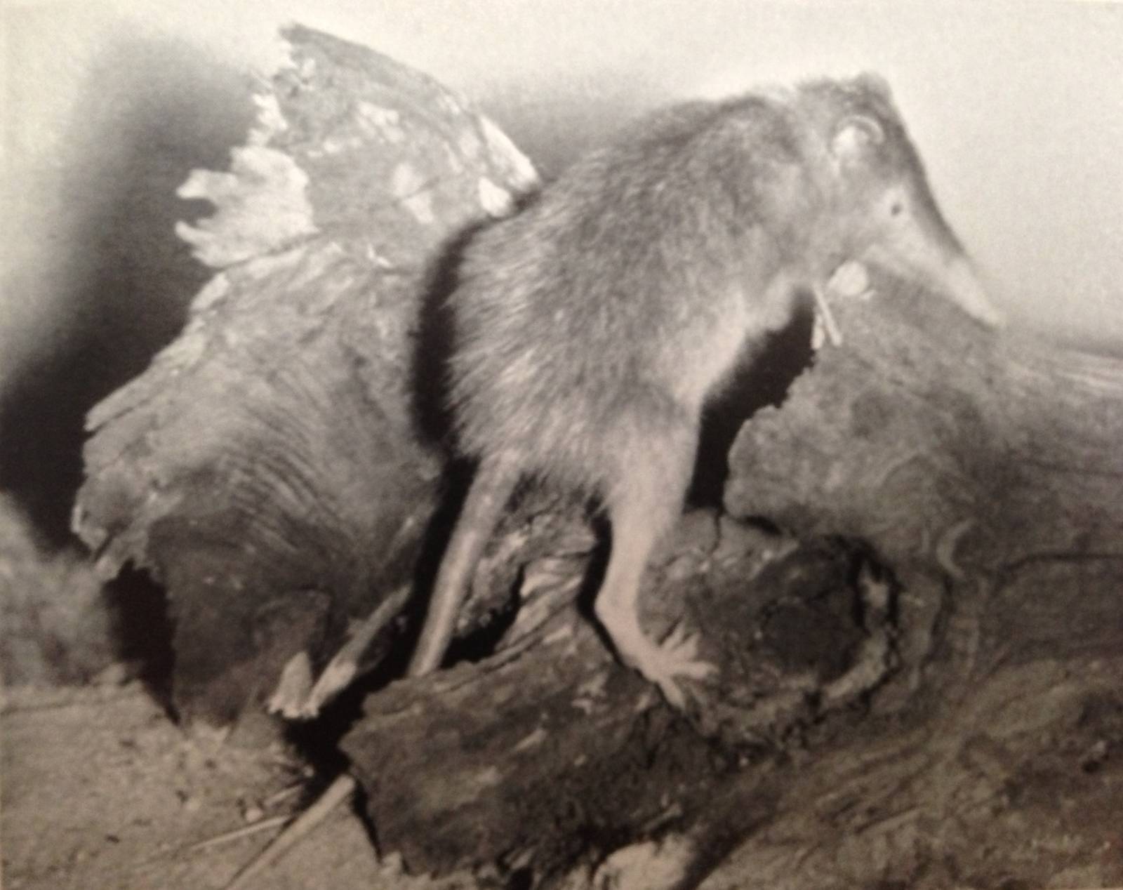 Haitian solenodon (Solenodon paradoxus) 1939