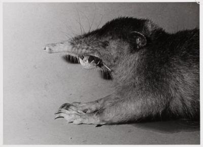 Haitian Solenodon