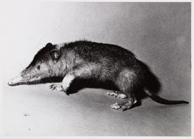 Haitian Solenodon