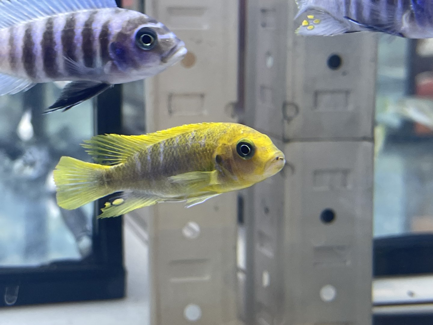 hajomaylandi cichlid (maylandia hajomaylandi) (1)