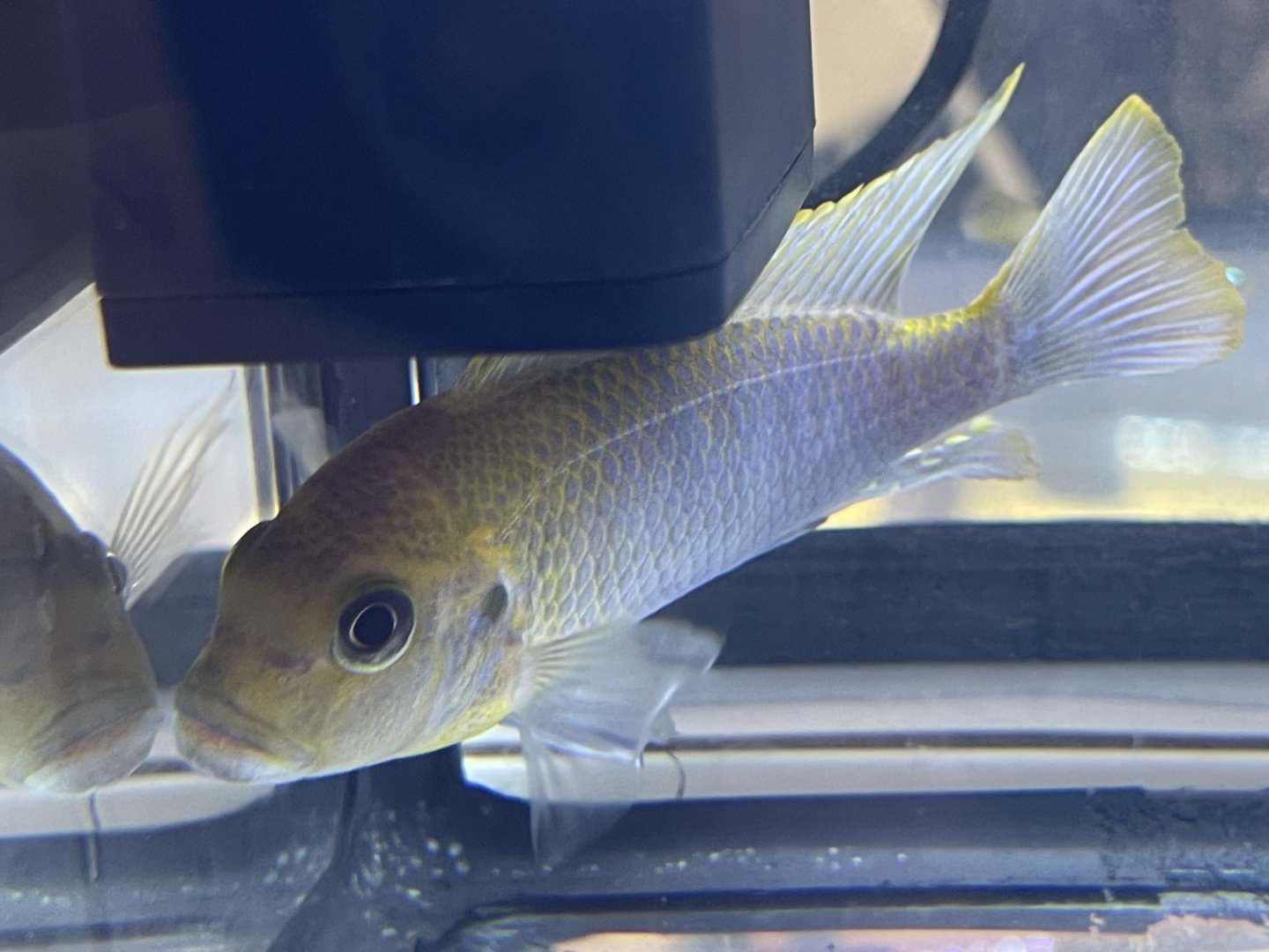 hajomaylandi cichlid (maylandia hajomaylandi) (2)