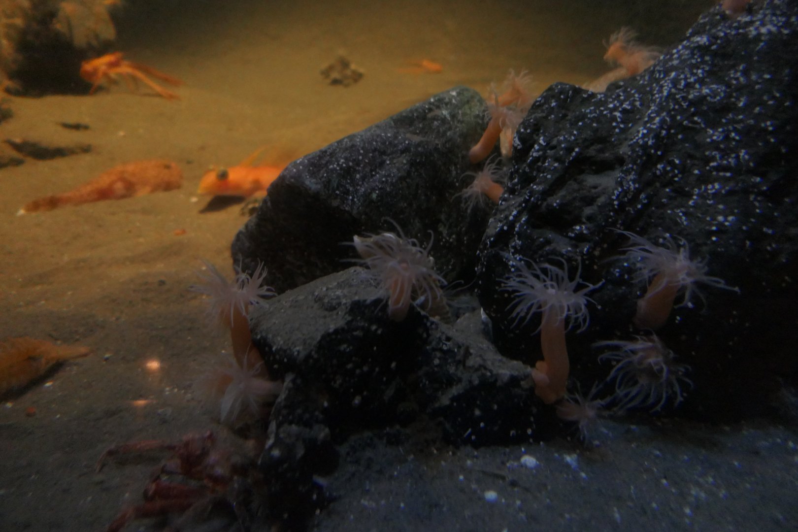 Halcuriid sea anemone (Halcuriidae)