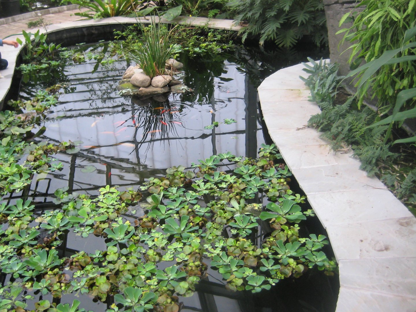 Hald Ege Miniregnskov - Den Nye Regnskov - Goldfish pond