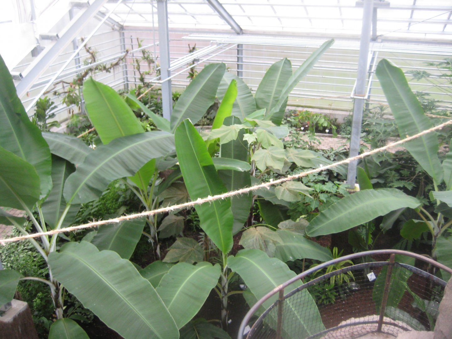 Hald Ege Miniregnskov - Den Nye Regnskov