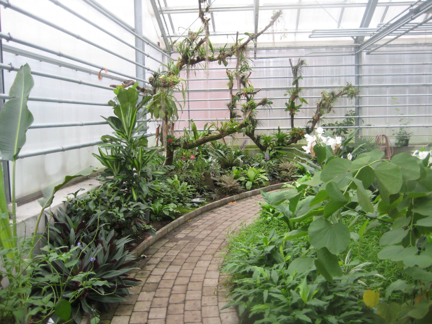 Hald Ege Miniregnskov - Den Nye Regnskov