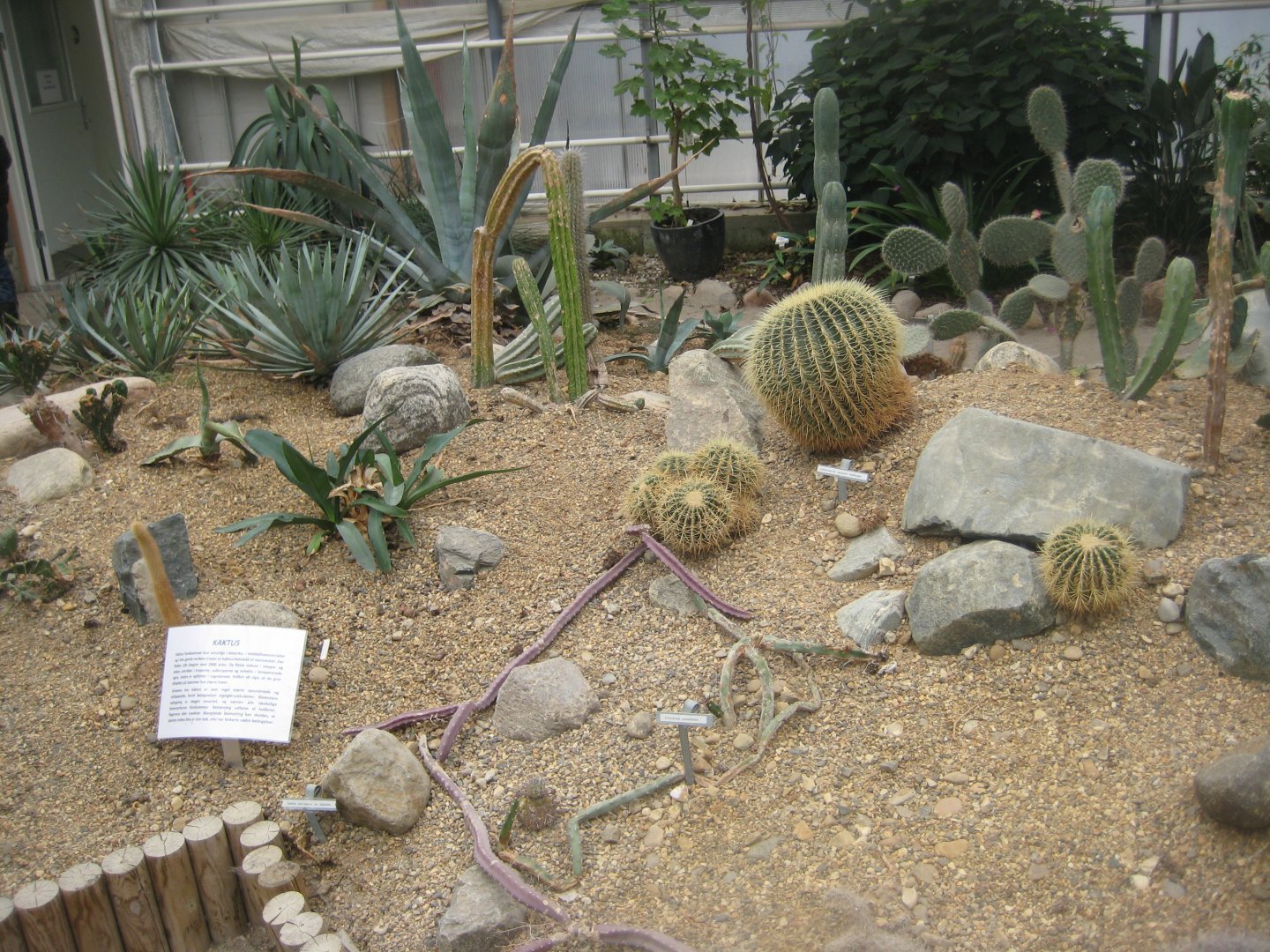 Hald Ege Miniregnskov - Desert area - Cactus garden