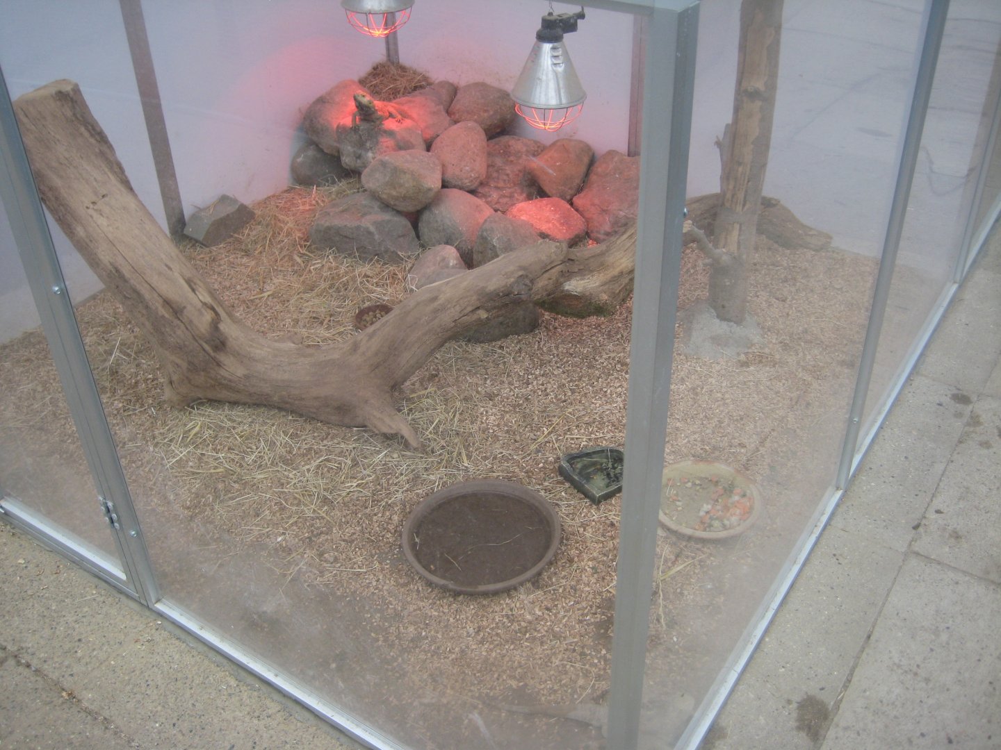 Hald Ege Miniregnskov - Desert area - Common bearded agama exhibit