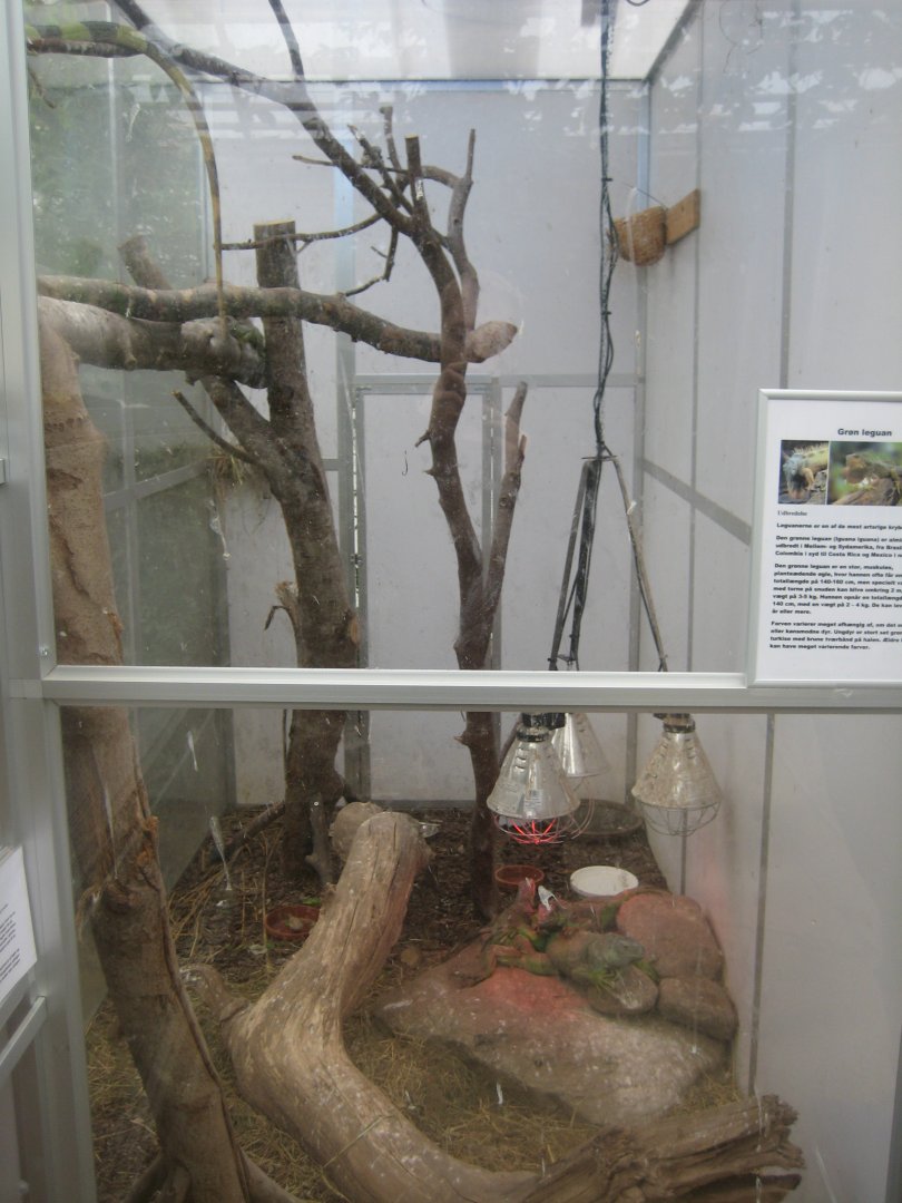 Hald Ege Miniregnskov - Desert area - Iguana exhibit