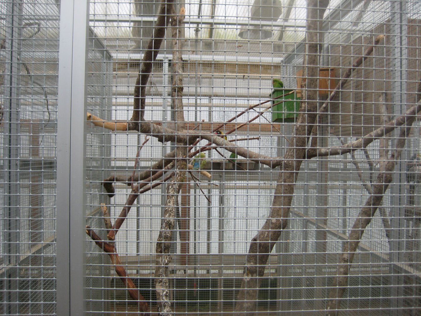 Hald Ege Miniregnskov - Desert area - Mixed lovebird aviary