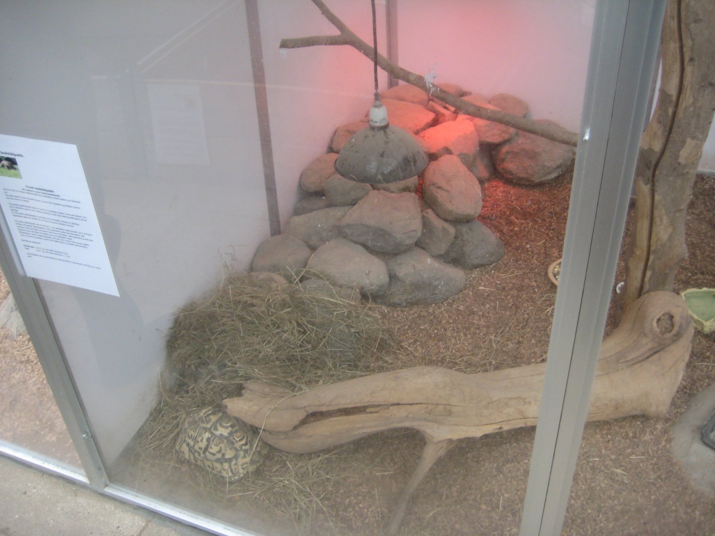 Hald Ege Miniregnskov - Desert area - Mixed tortoise exhibit