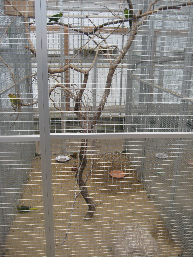 Hald Ege Miniregnskov - Desert area - Red-fronted parakeet aviary