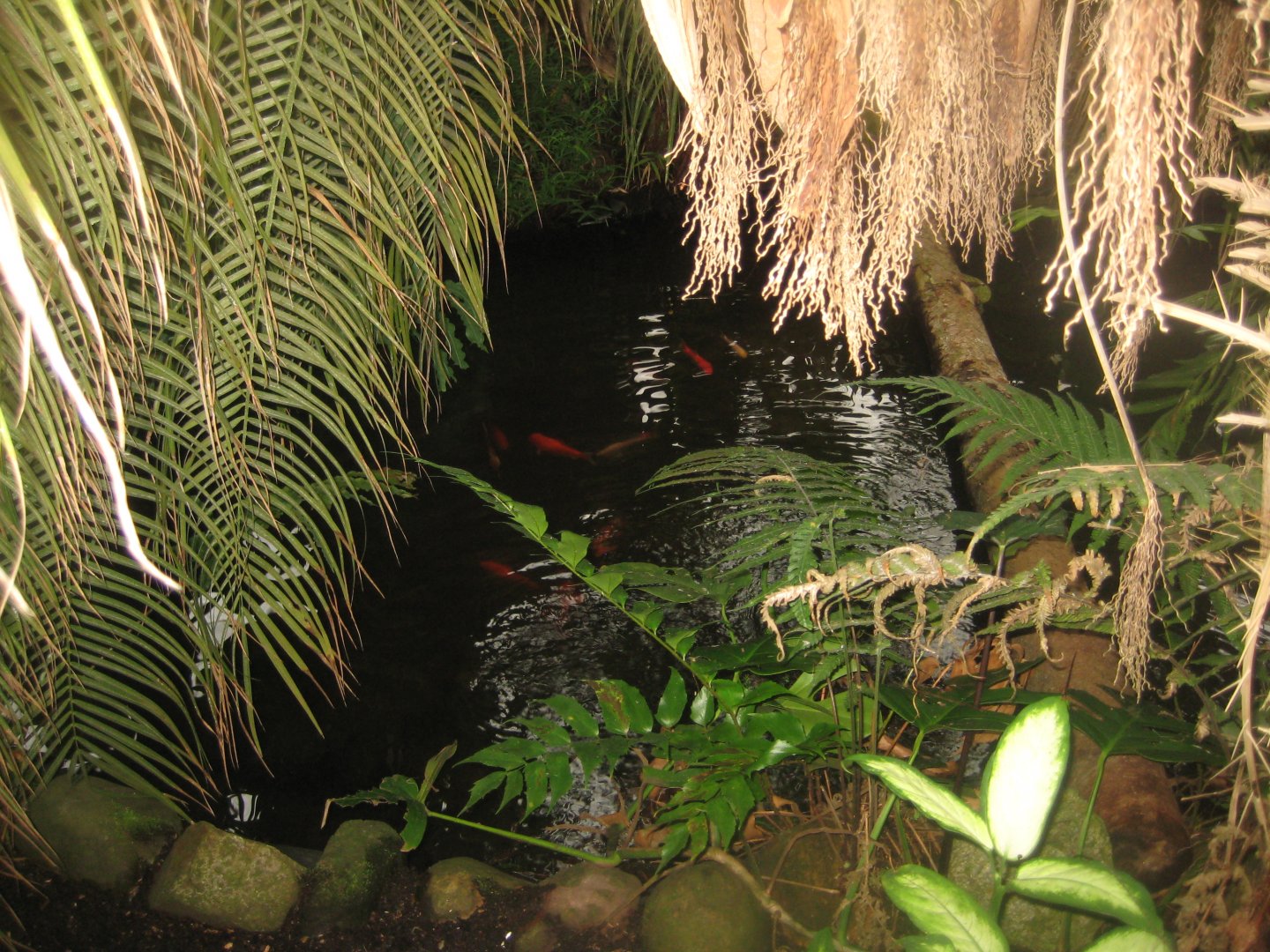 Hald Ege Miniregnskov - Greenhouse - Goldfish pond