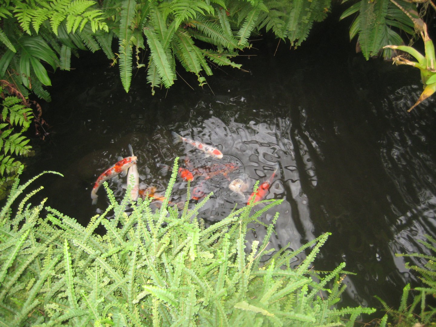 Hald Ege Miniregnskov - Greenhouse - Mixed fish pond