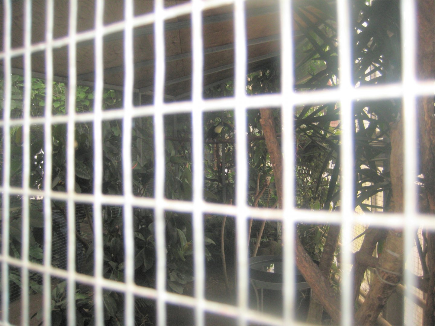 Hald Ege Miniregnskov - Greenhouse - Toucan aviary