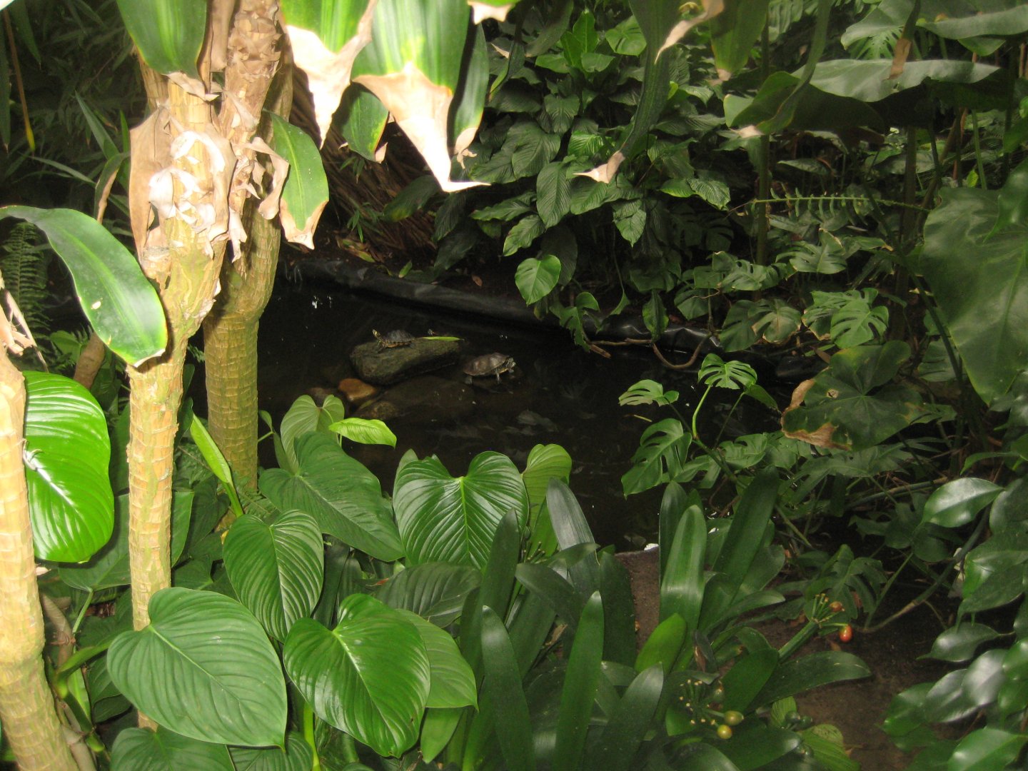 Hald Ege Miniregnskov - Greenhouse - Turtle pond