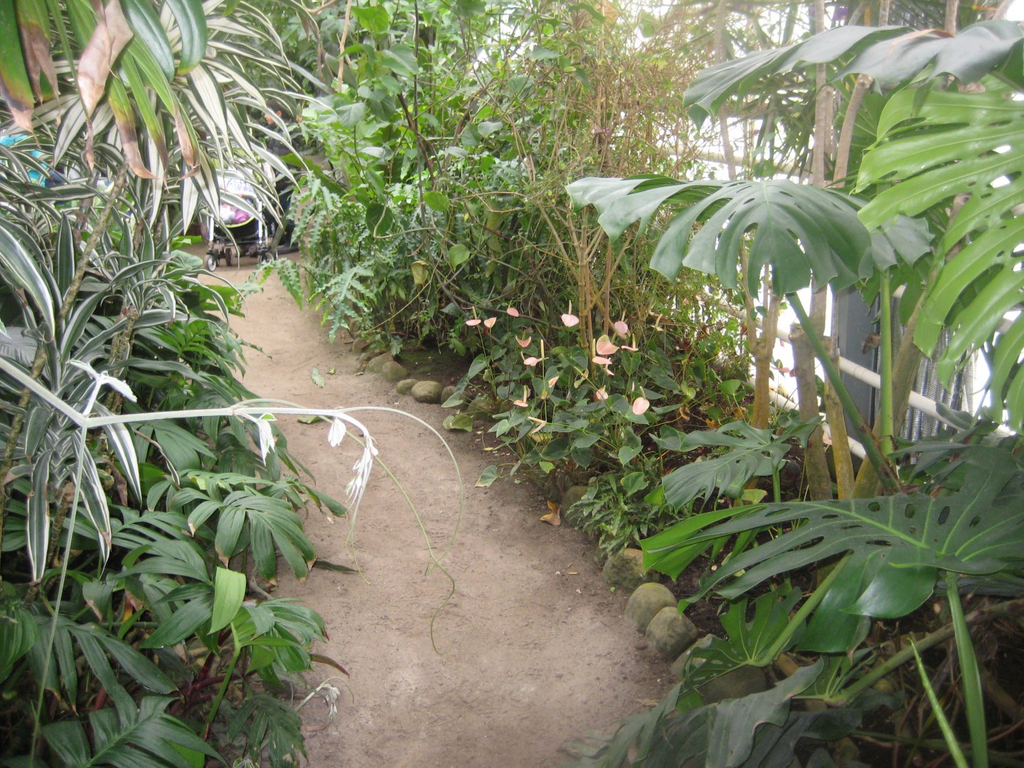 Hald Ege Miniregnskov - Greenhouse