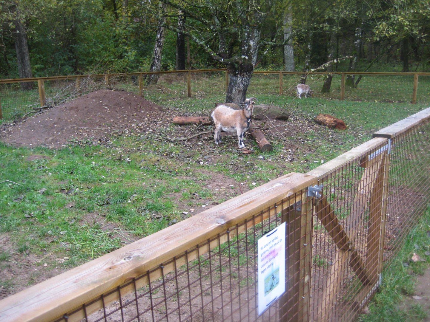 Hald Ege Miniregnskov - Outdoor area - Goat pen