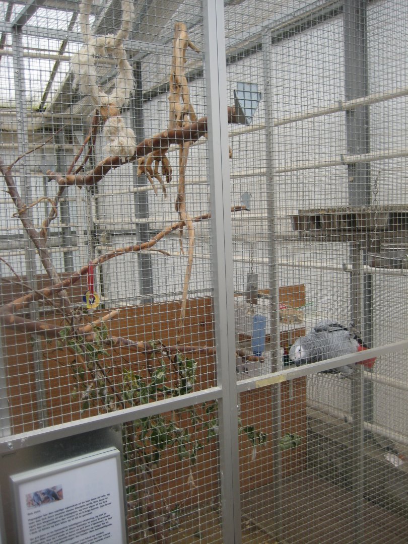 Hald Ege Miniregnskov - Plant shop - African grey parrot aviary