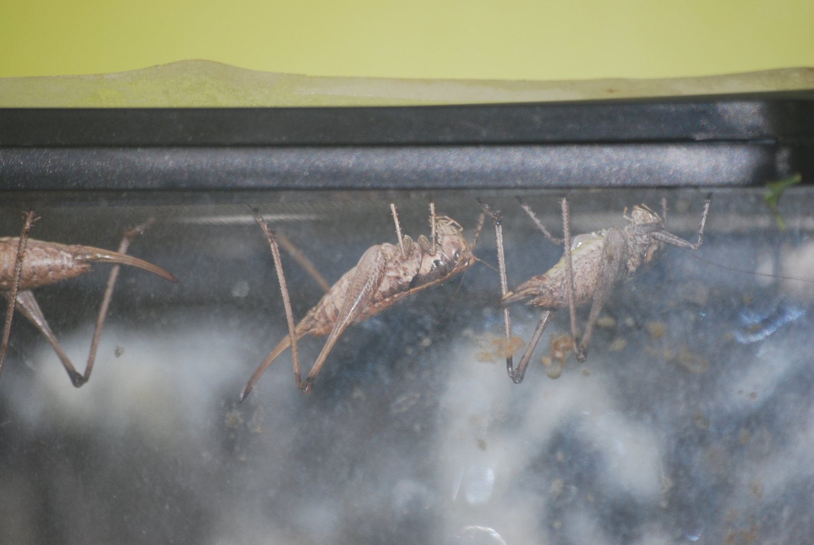 Haldeman's shieldbacks at The Bug Parc, 25/9/2024