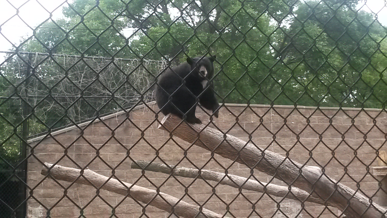 Haley the black bear.