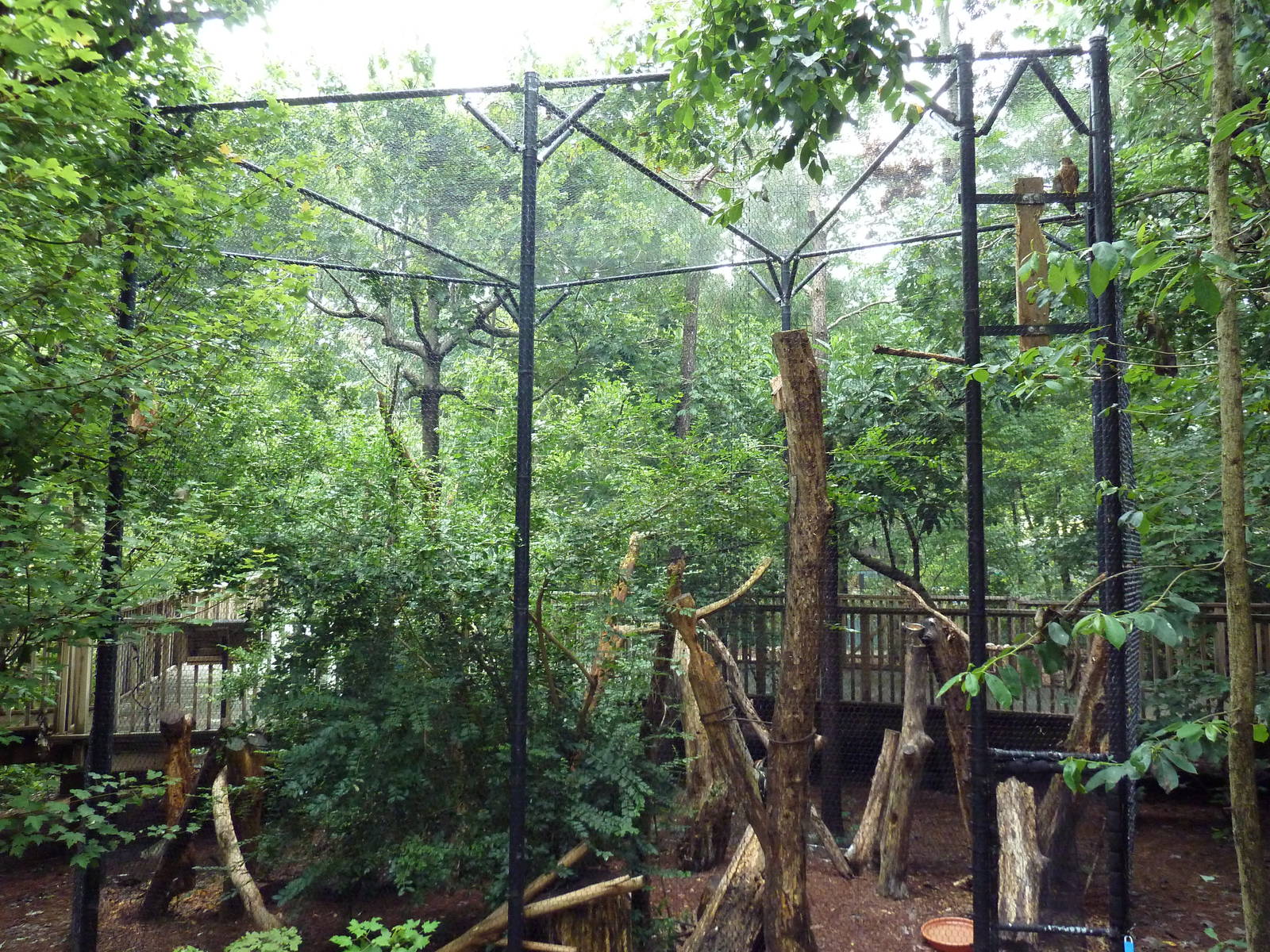 Half-Acre Walk-Through Aviary - Pileated Woodpecker Exhibit