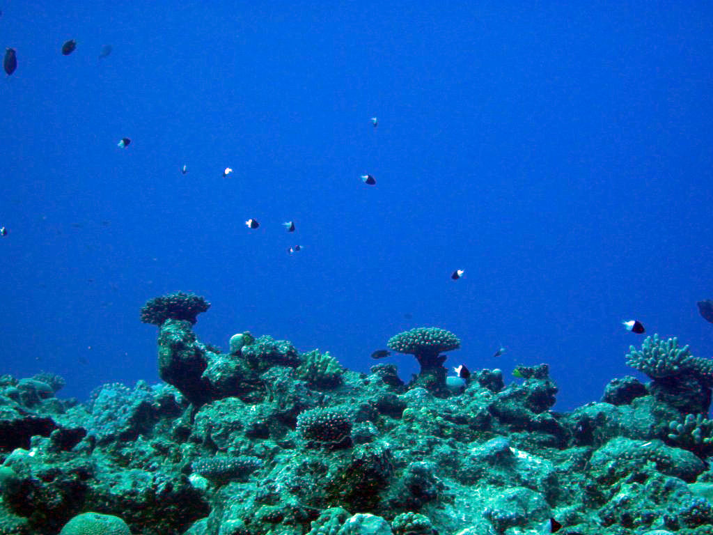 Half-and-Half Chromis