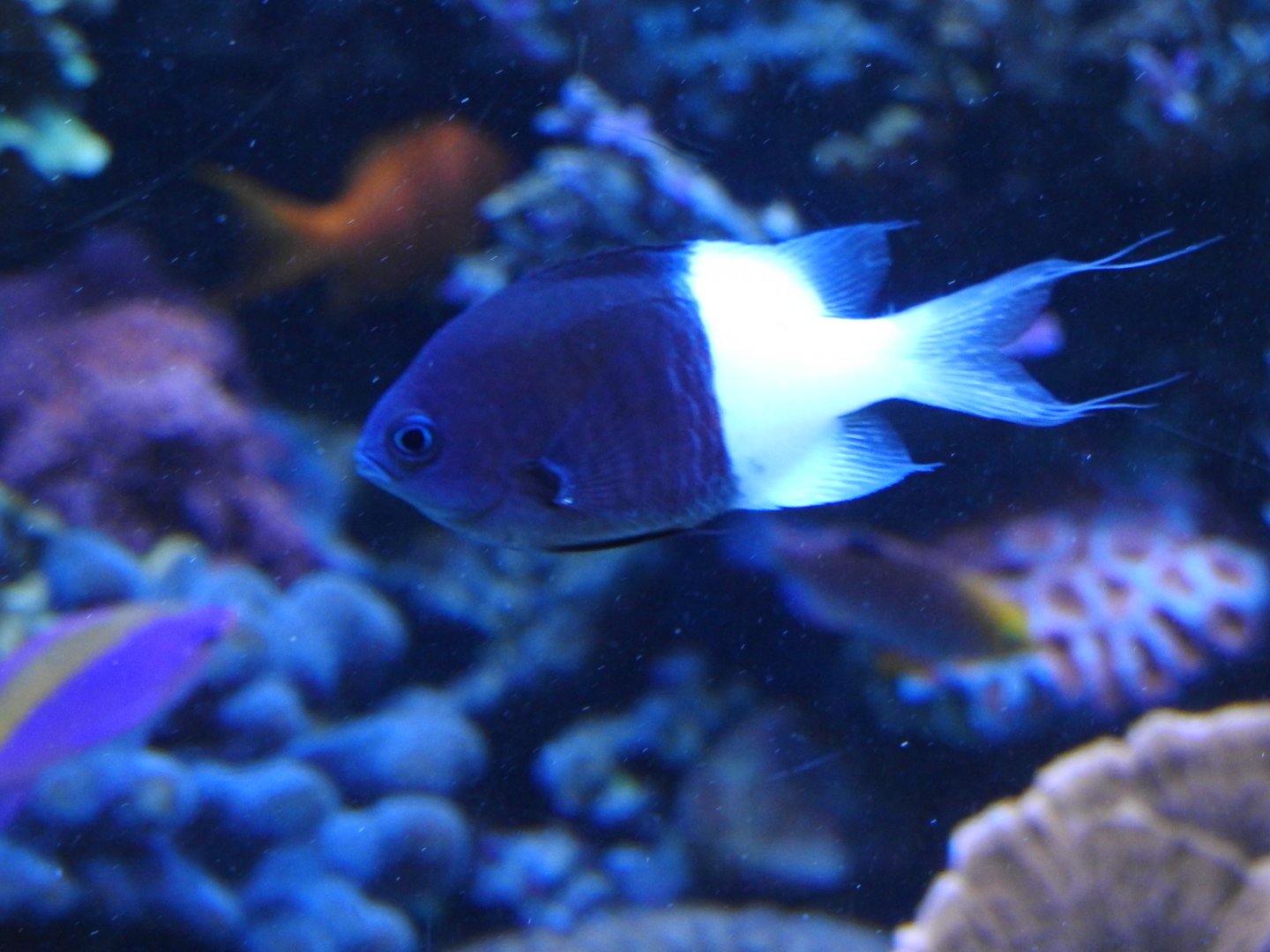 Half-and-half Chromis