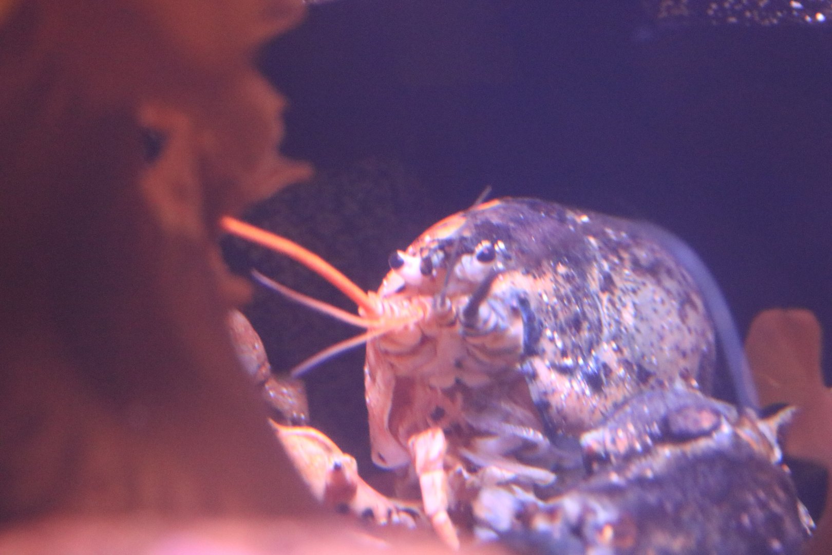 Half-and-half Lobster