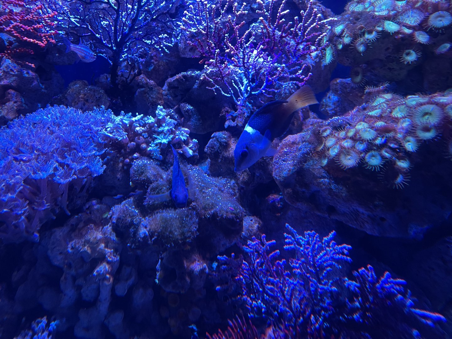 half-and-half wrasse (hemigymnus melapterus)