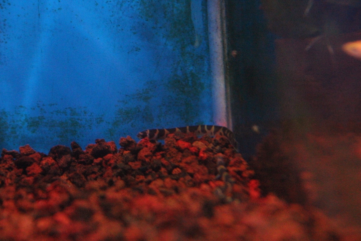 Half-banded Kuhli loach (Pangio semicincta)