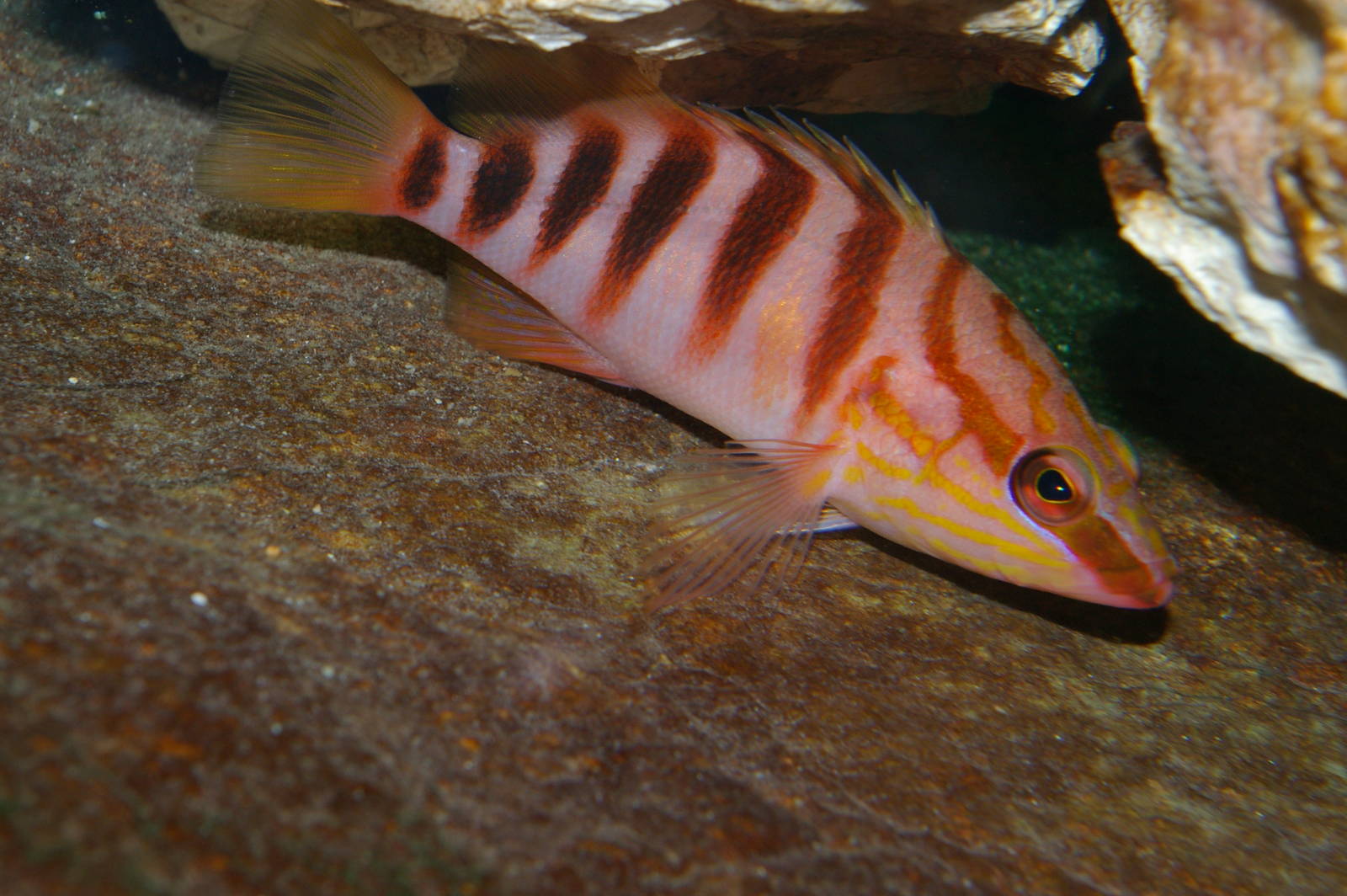 half-banded perch Hypoplectrodes sp