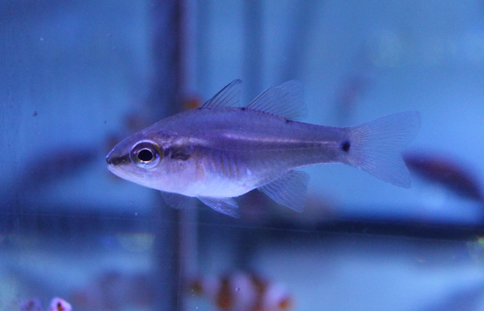 Half-barred cardinalfish - Fibramia thermalis