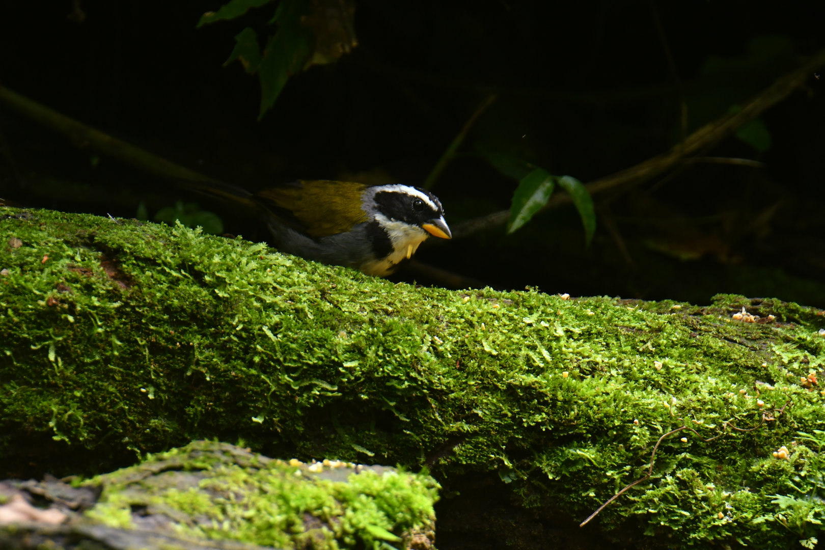 Half-collared Sparrow Arremon semitorquatus