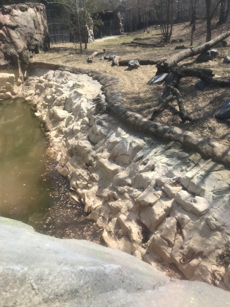 Half-empty tiger pool